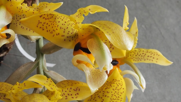 Close-up of day lily blooming outdoors