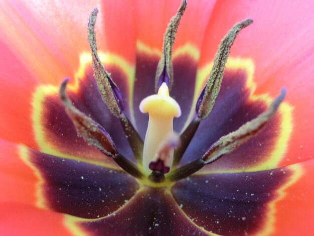 Foto close-up del giglio diurno in fiore all'aperto