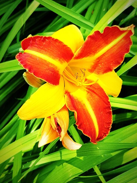 Close-up of day lily blooming outdoors