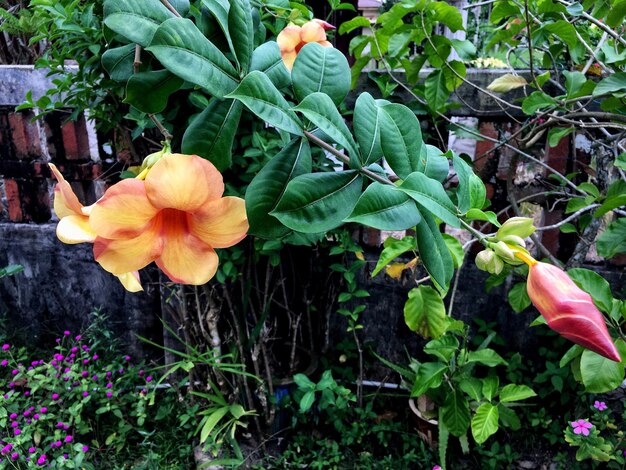 Close-up of day lily blooming outdoors