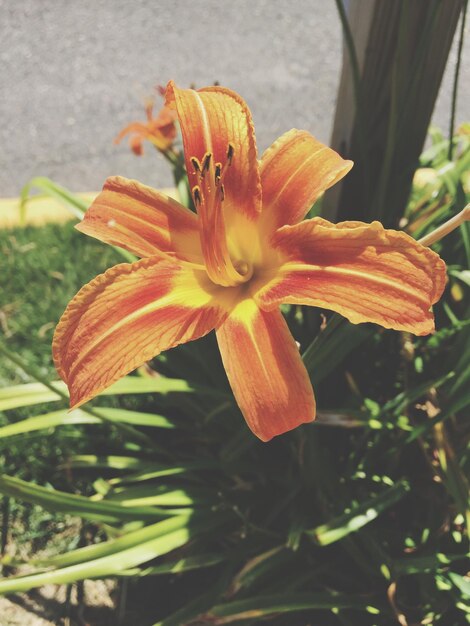 Close-up of day lily blooming outdoors