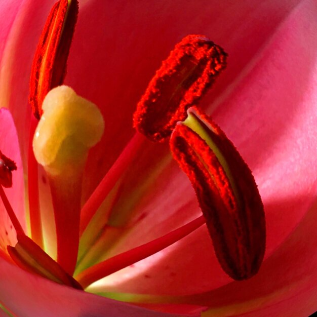 Close-up of day lily blooming outdoors