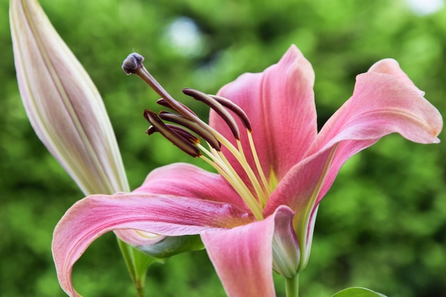 Foto close-up del giglio diurno in fiore all'aperto