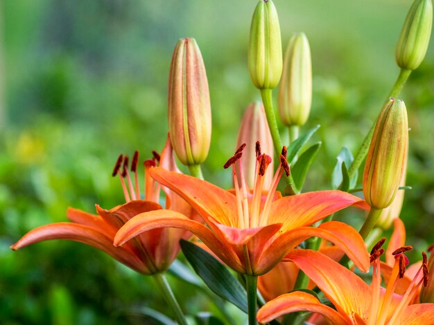 Close-up of day lily blooming outdoors