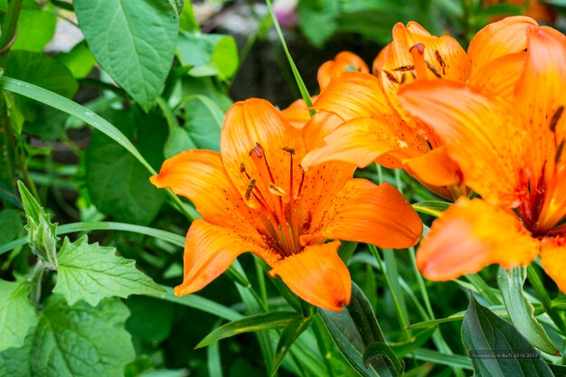 Photo close-up of day lily blooming outdoors