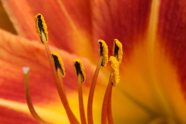 Close-up of day lily blooming outdoors