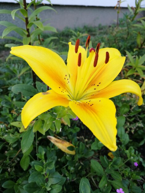 Close-up of day lily blooming outdoors