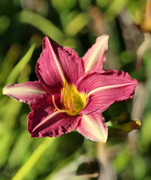 Close-up of day lily blooming outdoors