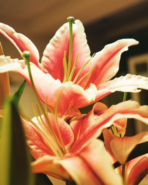 Photo close-up of day lily blooming outdoors