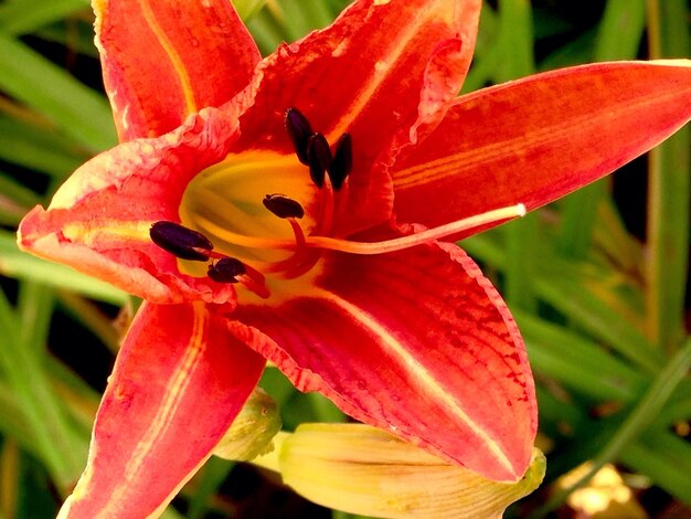 Close-up of day lily blooming outdoors