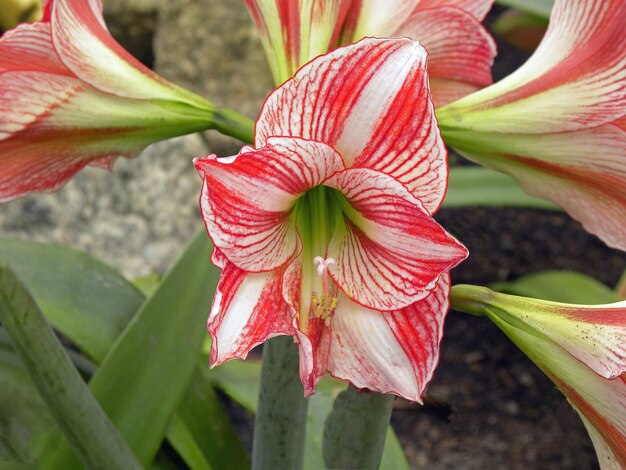 Close-up of day lily blooming outdoors