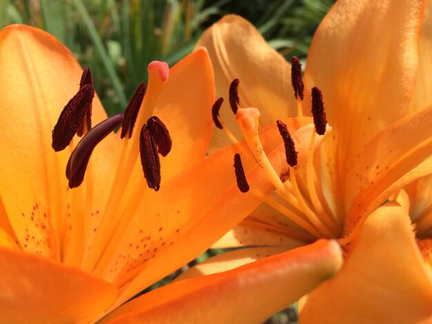 Close-up of day lily blooming outdoors