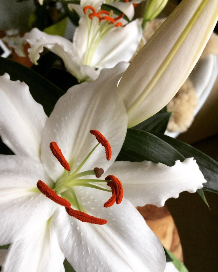Photo 外で開花している日蓮のクローズアップ