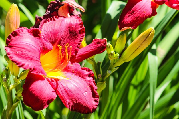 Close-up of day lily blooming outdoors