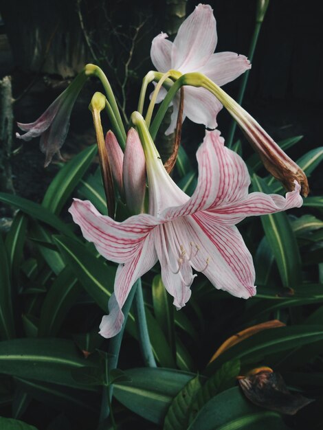 Photo close-up of day lily blooming outdoors