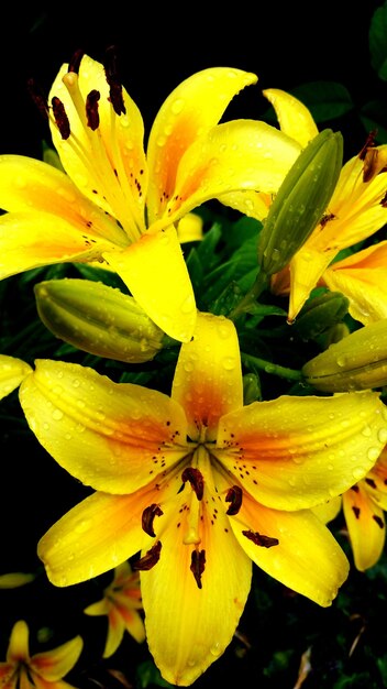 Photo close-up of day lily blooming outdoors