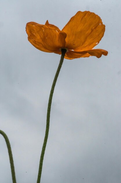 Close-up of day lily plant