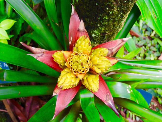 Close-up of day lily plant