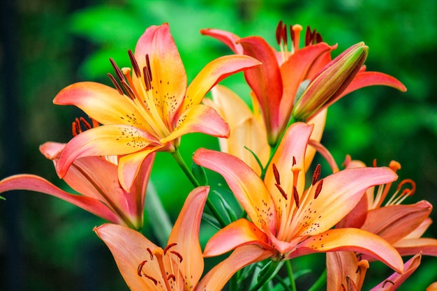 Photo close-up of day lily plant