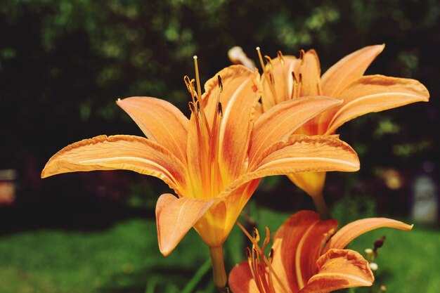 Photo close-up of day lily