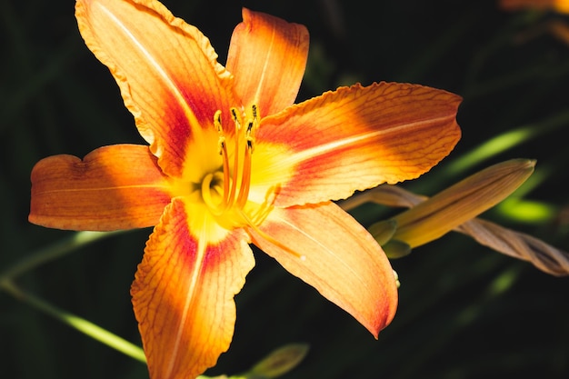 Photo close-up of day lily