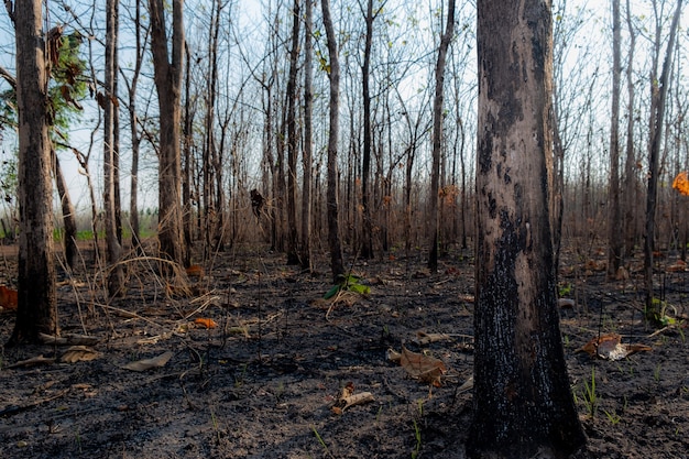 Close-up de boom in het meest forrest na brandbrandwond