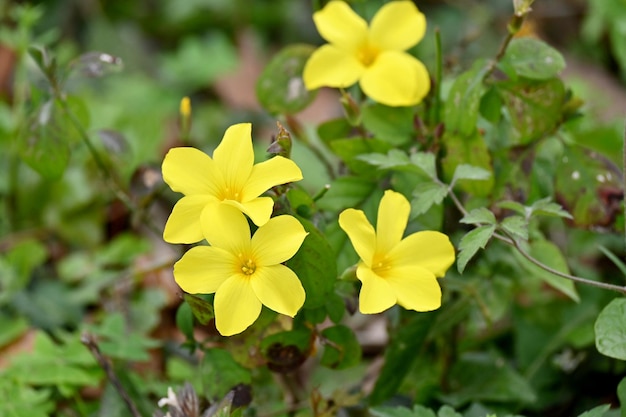 close-up de gele wilde bloemen met planten en groene bladeren in het bos over onscherp groen bruine achtergrond.