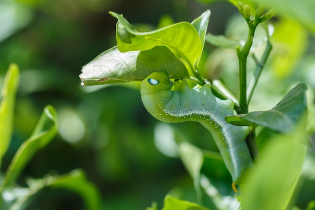 Foto close up de groene worm eet en vernietigt de boom.