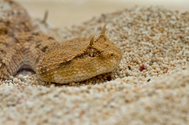 Close-up De woestijnhoornadderslang Mooie foto van een slangkop en gezicht