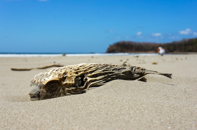 Foto close-up di un animale morto sulla spiaggia