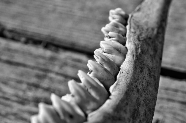 Photo close-up of dead animal teeth