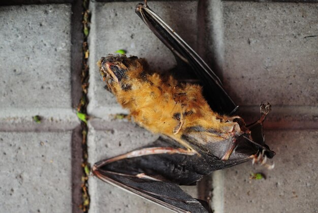 Close-up of dead bat on footpath
