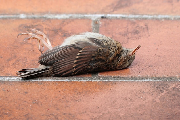 Foto prossimo piano di un uccello morto a terra