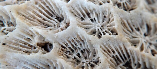 Close up of a dead coral in the sea shallow depth of field