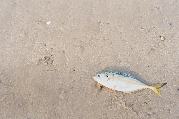 Photo close-up of dead fish at beach