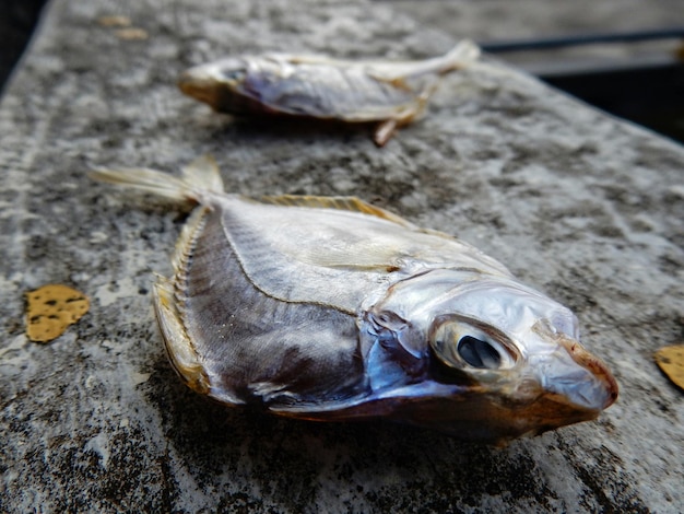 地上の死んだ魚のクローズアップ