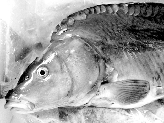 Close-up of dead fish on ice