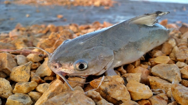 Photo close-up of dead fish in sea