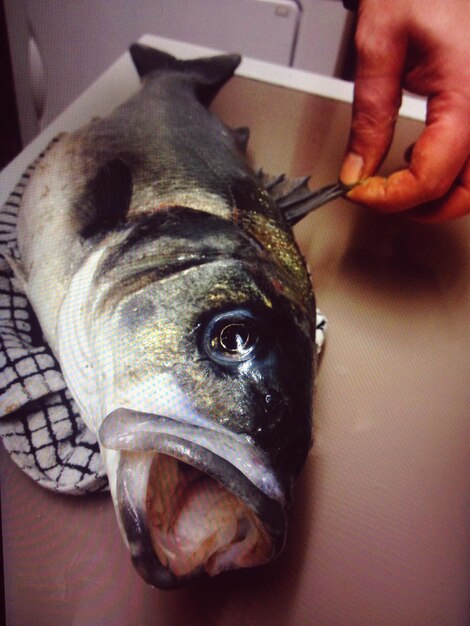 Photo close-up of dead fish on table