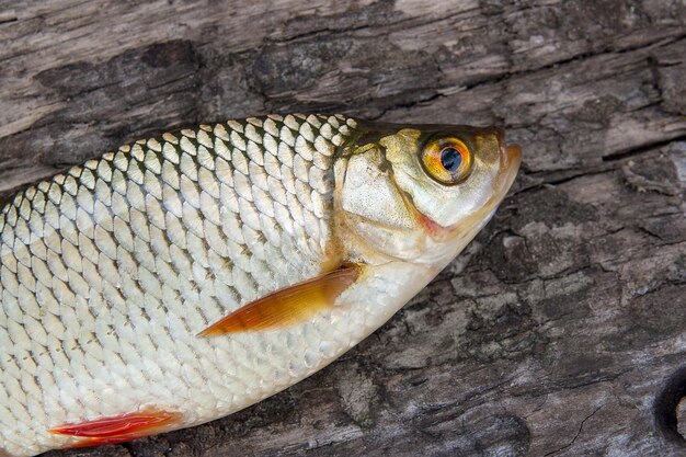 Close-up of dead fish on wood