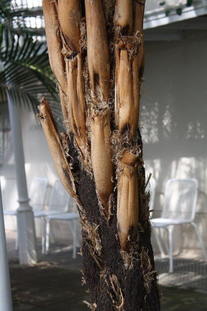 Photo close-up of dead hanging on tree