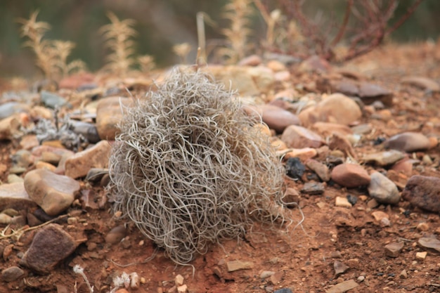 Photo close-up of dead plant on field