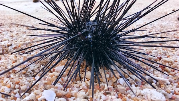 Photo close-up of dead plant in sea