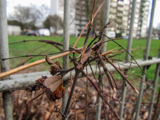 Close-up of dead plant