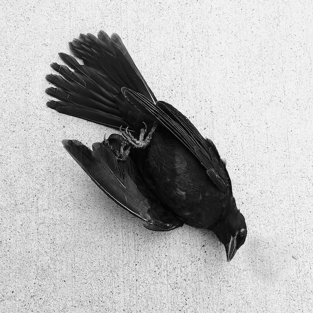 Photo close-up of dead raven lying on floor