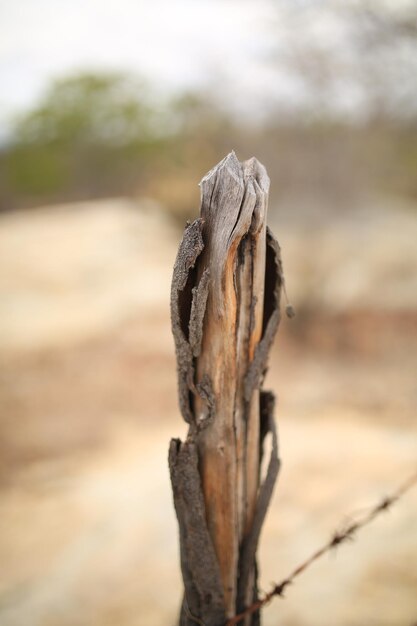 Close-up of dead tree on field