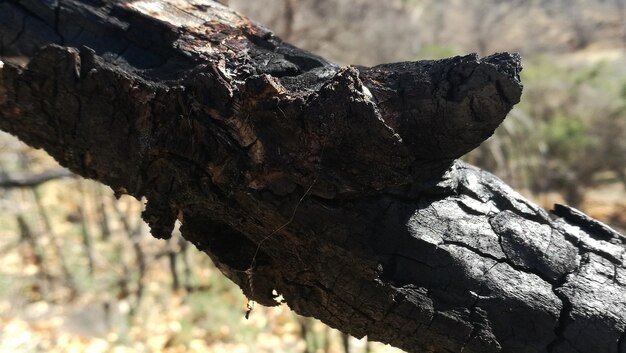 Close-up of dead tree trunk