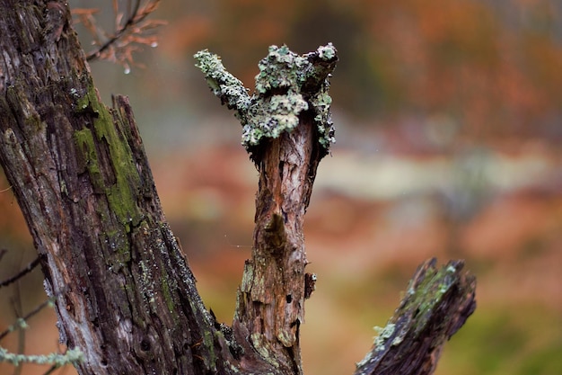 Photo close-up of dead tree trunk