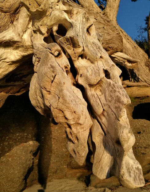 Prossimo piano di un albero morto