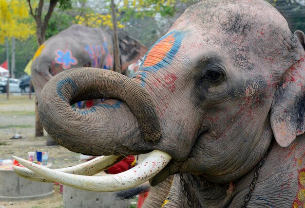 Close-up of decorated elephant